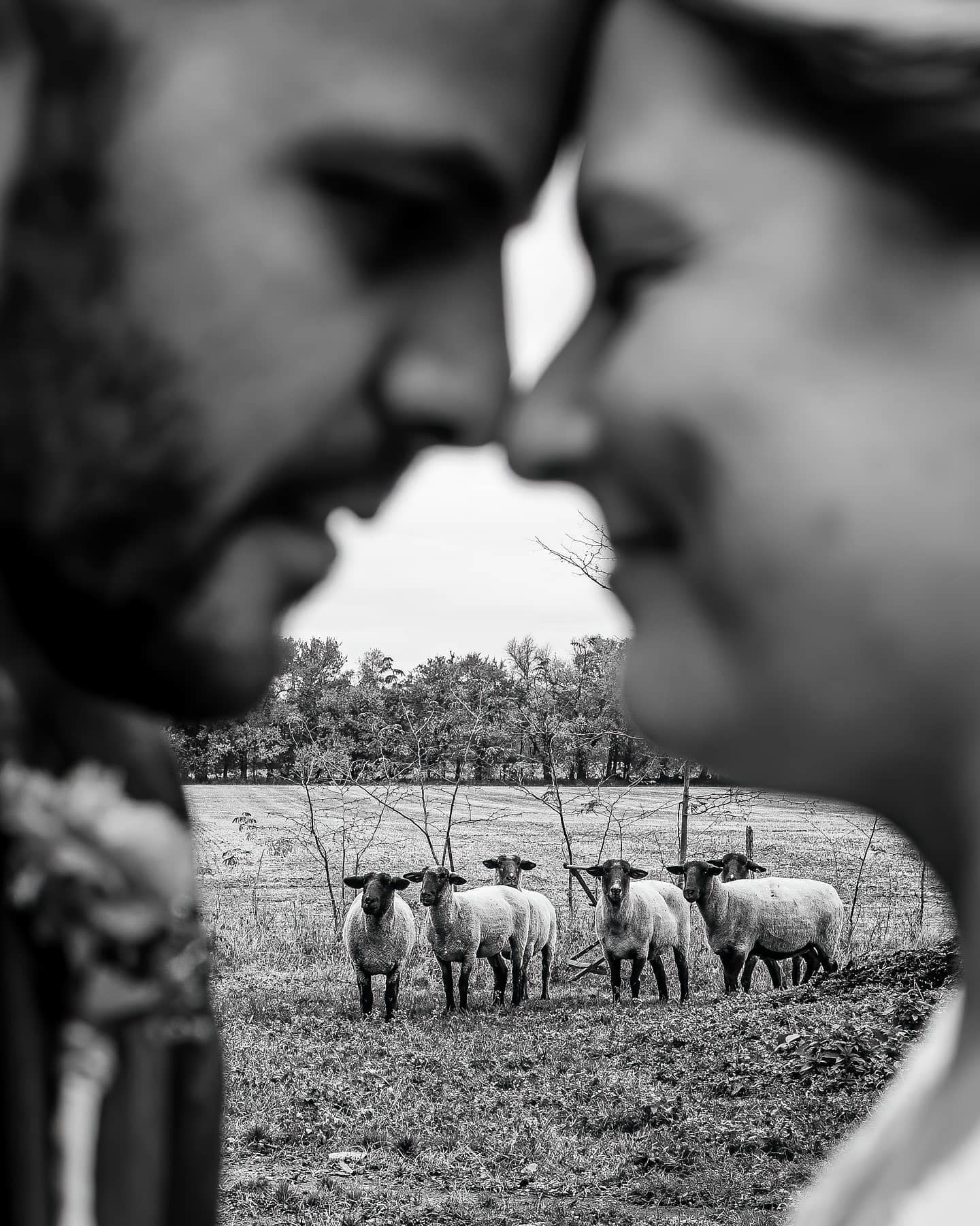 a off focus wedding couple in the foreground while there are sheep in the background