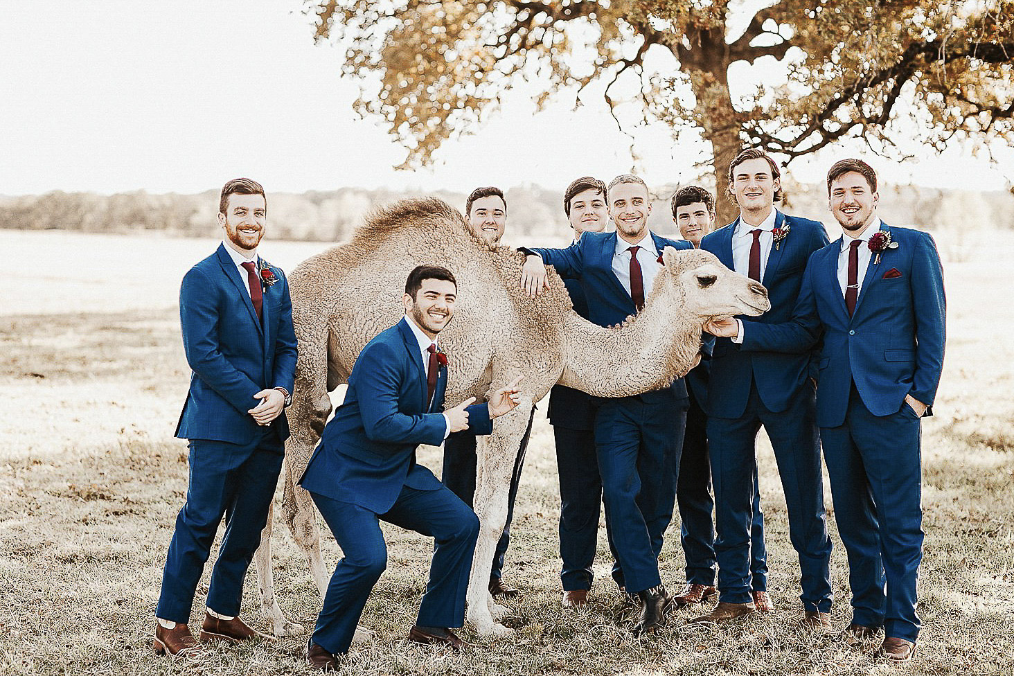a groom and his groomsmen posing with a camel