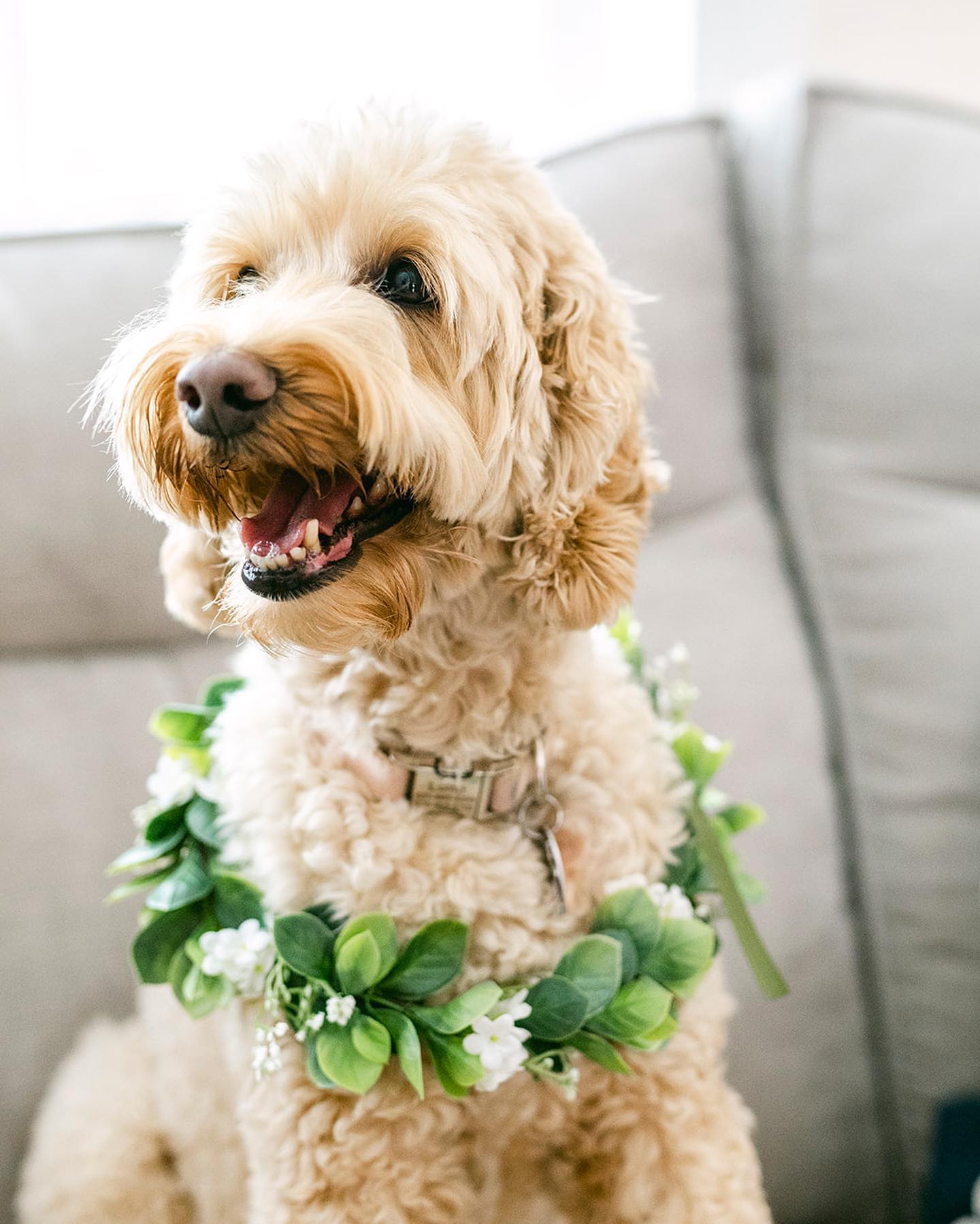 an adorable image of a pet dog with flowery accessories 